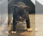 Small #9 American Bully