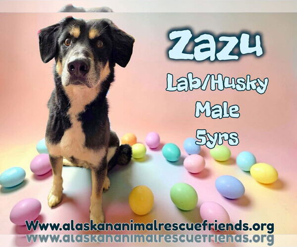 Medium Photo #1 Labsky Puppy For Sale in Anchorage, AK, USA