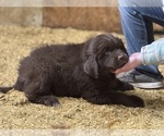 Puppy Puppy 1 Newfoundland