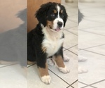 Small Photo #13 Bernese Mountain Dog Puppy For Sale in FLEMING ISLAND, FL, USA