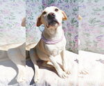 Small #12 Labrador Retriever Mix