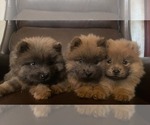 Small #1 Chow Chow