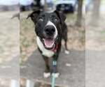 Small Photo #6 Mutt Puppy For Sale in Elmsford, NY, USA
