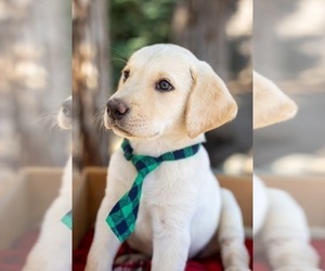 Labrador Retriever Litter for sale in RIPON, CA, USA