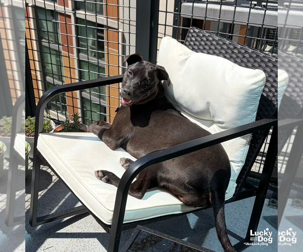 Medium Photo #15 Labrador Retriever-Unknown Mix Puppy For Sale in Washington, DC, USA