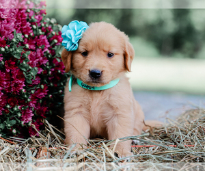 Golden Retriever Puppy for sale in LIBERTY, KY, USA