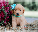 Small Golden Retriever