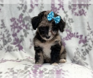 Aussiedoodle Miniature Puppy for sale in LAKELAND, FL, USA