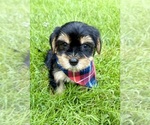 Small #7 YorkiePoo