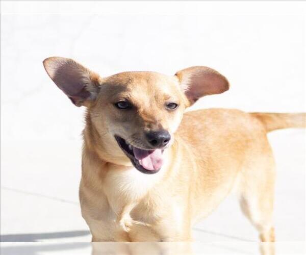 Medium Photo #2 Chihuahua Puppy For Sale in Tracy, CA, USA