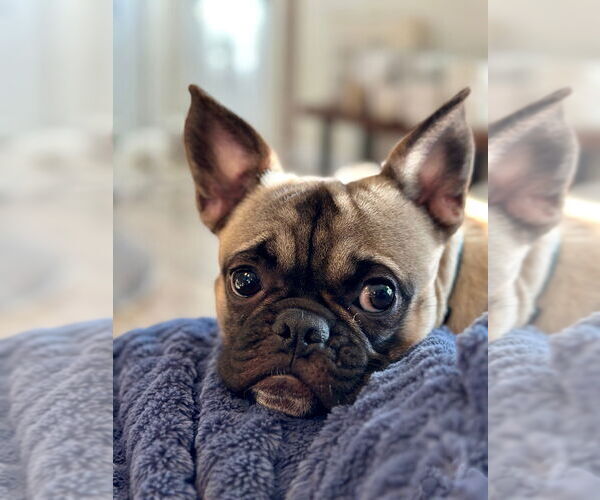 Medium Photo #3 Frenchie Pug Puppy For Sale in Brights Grove, Ontario, Canada
