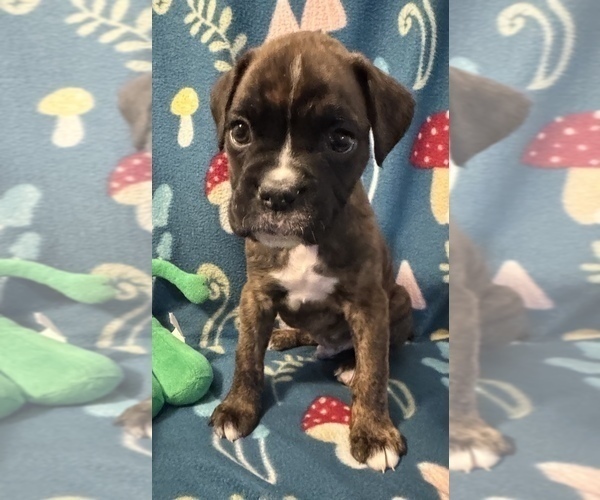 Medium Photo #2 Boxer Puppy For Sale in LANSING, MI, USA