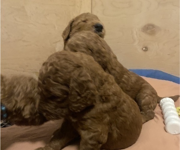 Medium Photo #27 Goldendoodle Puppy For Sale in BREA, CA, USA