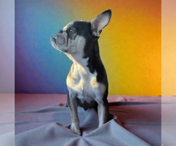 Medium Photo #2 French Bulldog-Unknown Mix Puppy For Sale in Canton, CT, USA