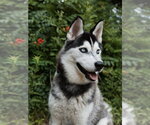 Small #5 Siberian Husky