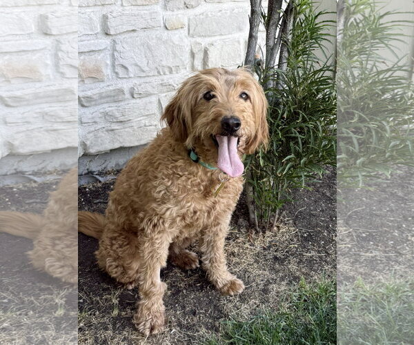 Medium Photo #3 Goldendoodle Puppy For Sale in Sandy, UT, USA