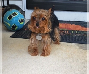 Father of the Yorkshire Terrier puppies born on 06/02/2025