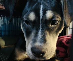 Black and Tan Coonhound-German Shepherd Dog Mix Dogs for adoption in FALLBROOK, CA, USA