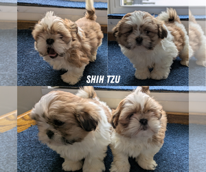 Shih Tzu Litter for sale in GOSHEN, IN, USA
