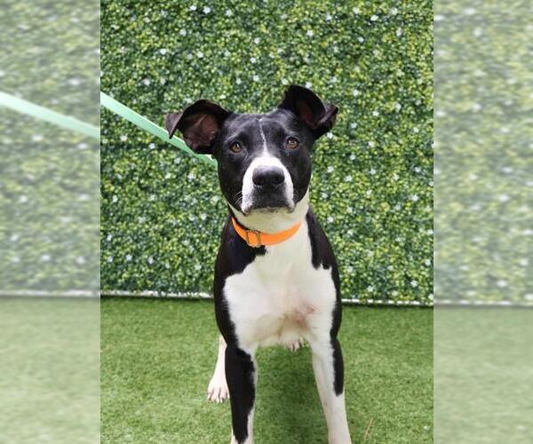 Medium Photo #1 American Bulldog-Unknown Mix Puppy For Sale in Naples, FL, USA