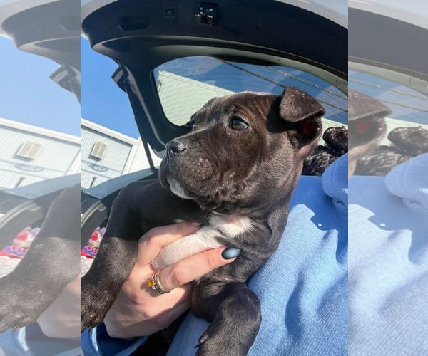 Medium Photo #2 Mutt Puppy For Sale in Derwood, MD, USA