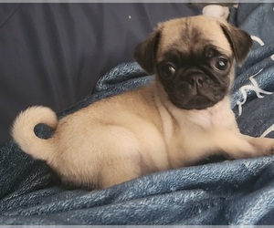 Pug Puppy for Sale in GREELEY, Colorado USA