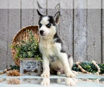 Puppy Tonya Siberian Husky