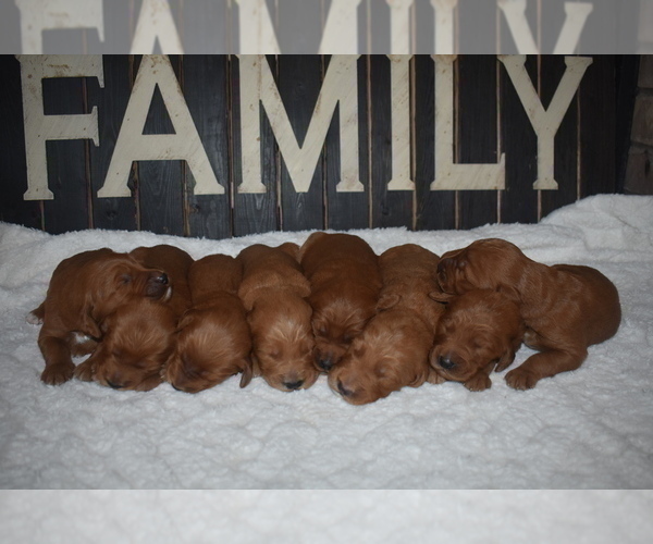 Medium Photo #11 Goldendoodle Puppy For Sale in AZLE, TX, USA
