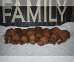 Small Photo #11 Goldendoodle Puppy For Sale in AZLE, TX, USA