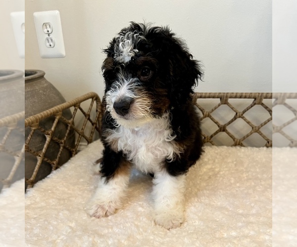 Medium Photo #4 Australian Mountain Dog Puppy For Sale in CULPEPER, VA, USA
