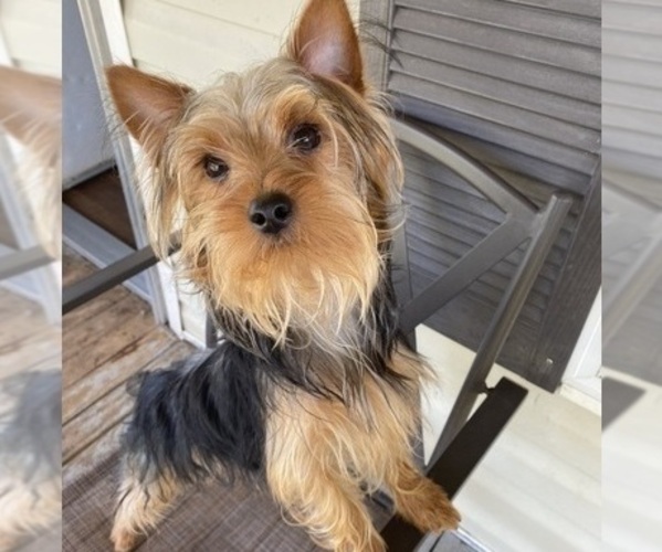 Medium Photo #2 Yorkshire Terrier Puppy For Sale in BETHLEHEM, GA, USA
