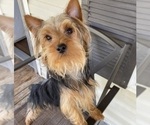 Small #1 Yorkshire Terrier