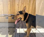 Small #8 German Shepherd Dog Mix