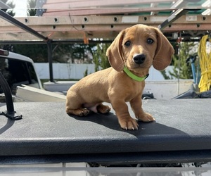 Dachshund Puppy for sale in WILLIAMSBURG, VA, USA