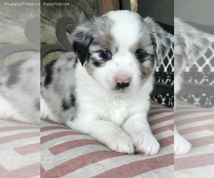 Miniature Australian Shepherd Puppy for sale in NEW WAVERLY, TX, USA