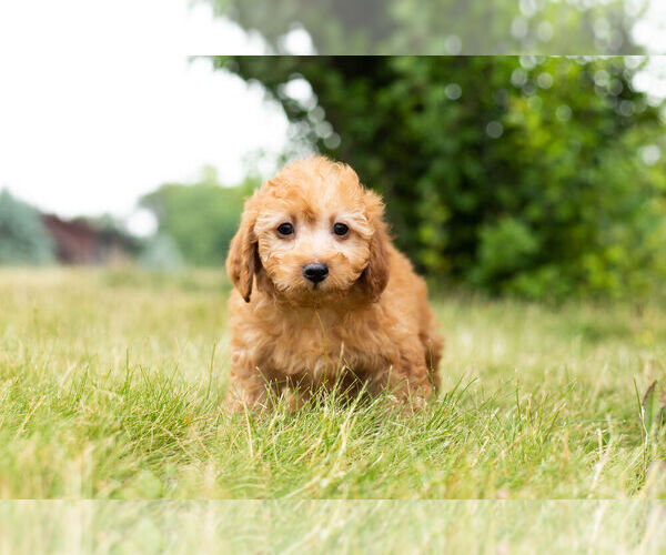 Medium Photo #8 Cockapoo Puppy For Sale in WARSAW, IN, USA