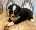 Small #2 Shel-Aussie