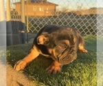 Small #29 English Bulldog
