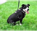 Small #6 Mutt