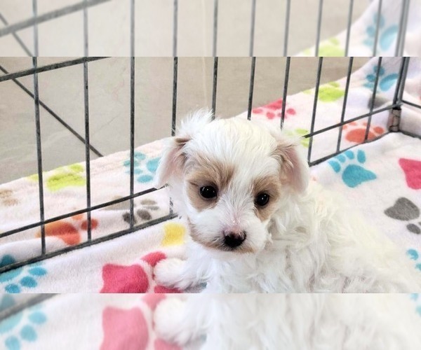 Medium Photo #3 Cavapoo (Miniature)-Poodle (Toy) Mix Puppy For Sale in ORO VALLEY, AZ, USA