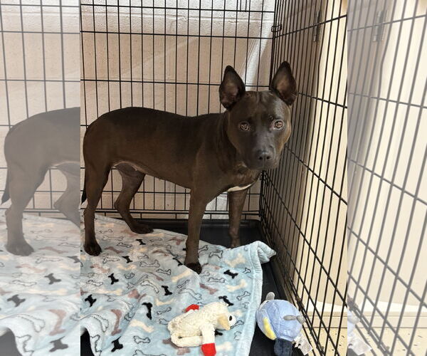 Medium Photo #3 American Bulldog-Labrador Retriever Mix Puppy For Sale in York, SC, USA