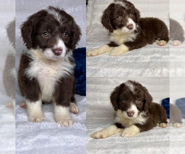 Medium Photo #7 Aussiedoodle Puppy For Sale in BROOKER, FL, USA