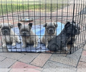 French Bulldog Puppy for sale in FOUR OAKS, NC, USA