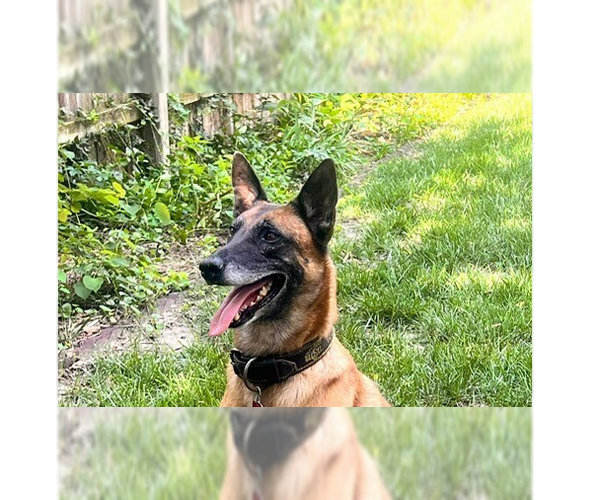 Medium Photo #5 Mutt Puppy For Sale in Imlay City, MI, USA