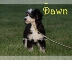 Small Photo #1 Miniature Bernedoodle Puppy For Sale in DENVER, PA, USA