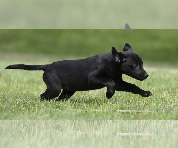 Medium Photo #4 Borador Puppy For Sale in Mechanicsburg, PA, USA