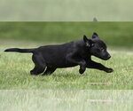 Small #3 Borador