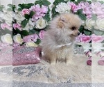 Small #94 Pomeranian