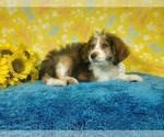 Small Photo #80 Bernedoodle-Poodle (Toy) Mix Puppy For Sale in BLACK FOREST, CO, USA