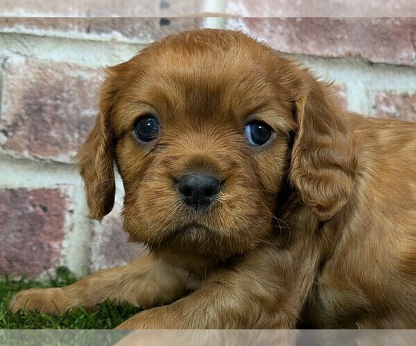 Medium Photo #6 Cavalier King Charles Spaniel Puppy For Sale in MOBERLY, MO, USA